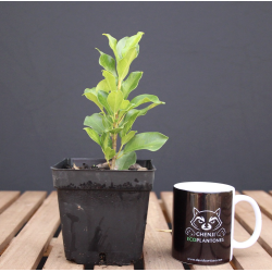 Ficus Nitida Variegado...