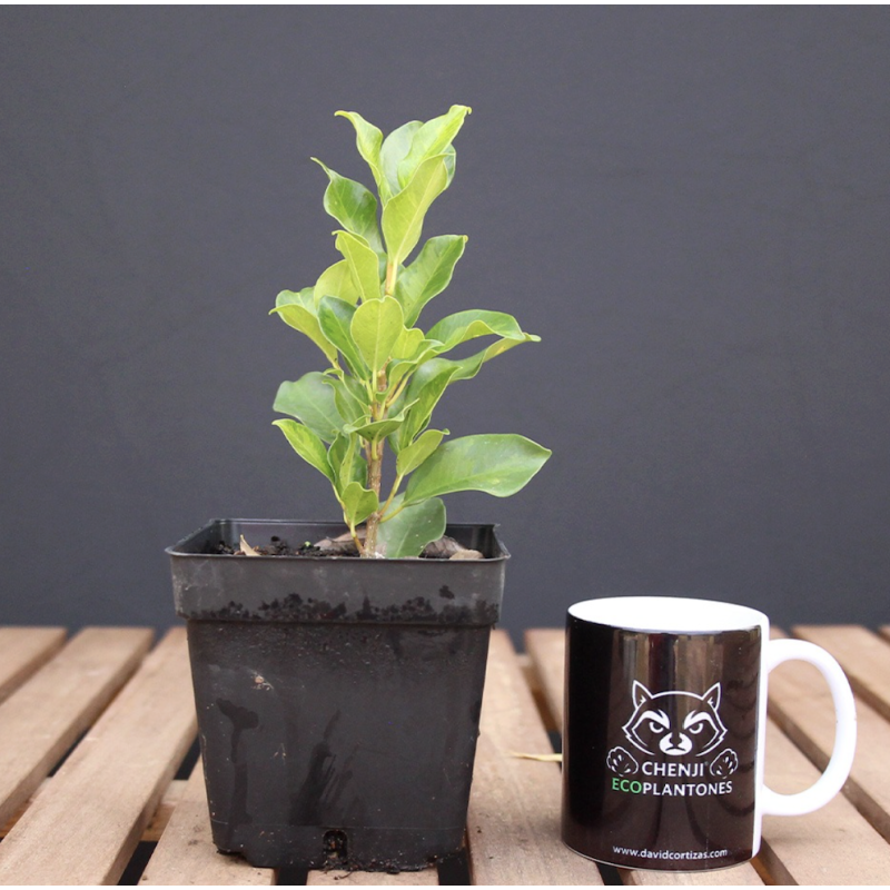 Ficus Nitida Variegado Verde (PREVENTA)