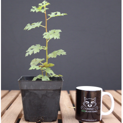 Higuera Mini (PREVENTA)