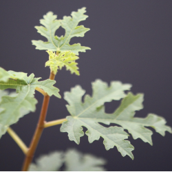 Higuera Mini (PREVENTA)