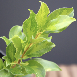 Ficus Nitida Variegado Verde (PREVENTA)