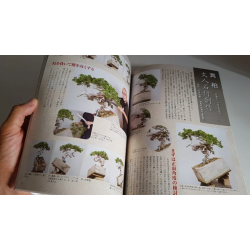 Revista Bonsai 2019 KINBON 10