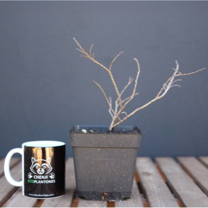 Ulmus Elegantissima «Jacqueline Hillier»