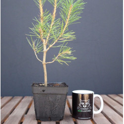 Pino Negro Japonés...