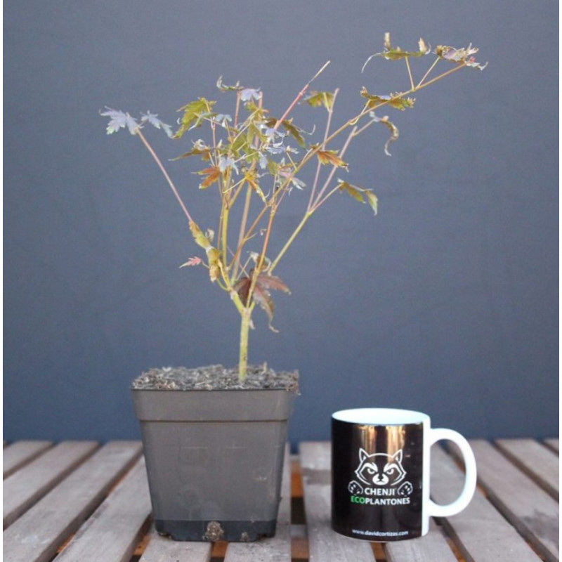 Acer palmatum 'yamamomiji'