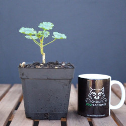 Geranio japonés mini (flor...