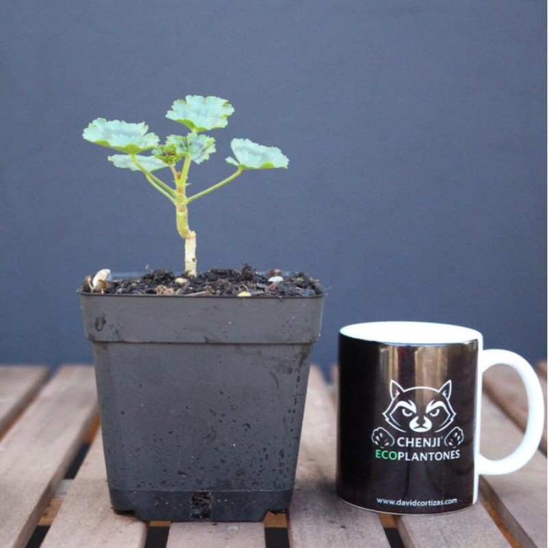 Geranio japonés mini (flor roja)