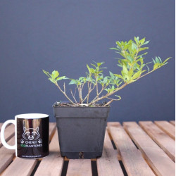 Gardenia jasminoides