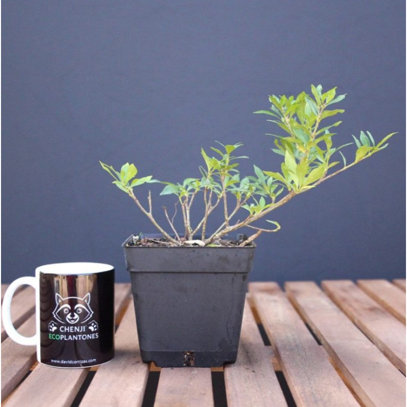 Gardenia jasminoides