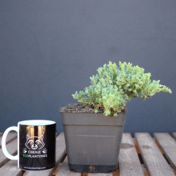 Sonare "juniperus...