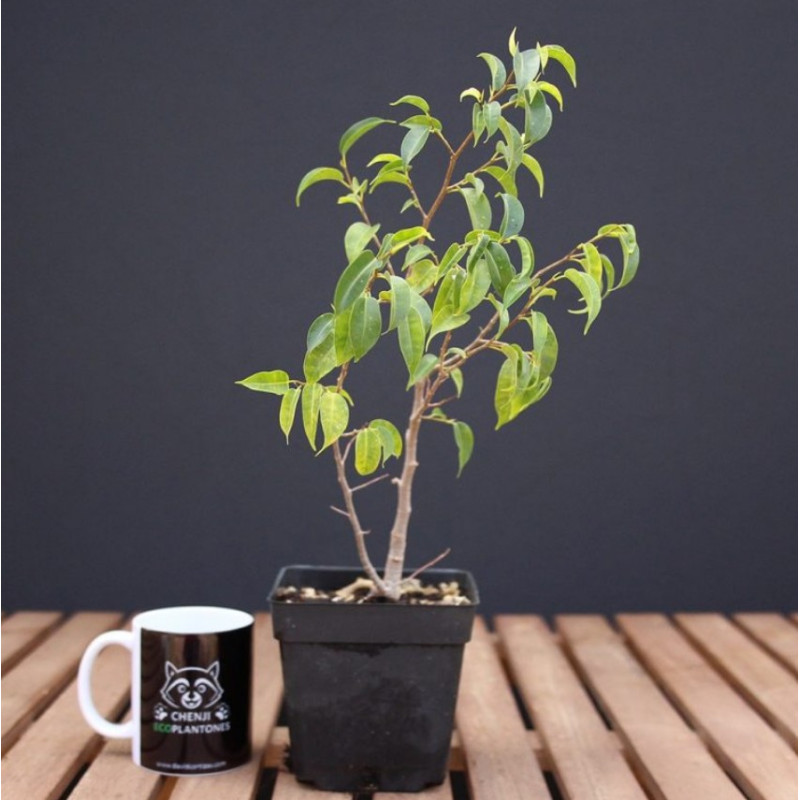 Ficus benjamina 'natasja'