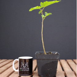 Ficus Carica "Higuera"