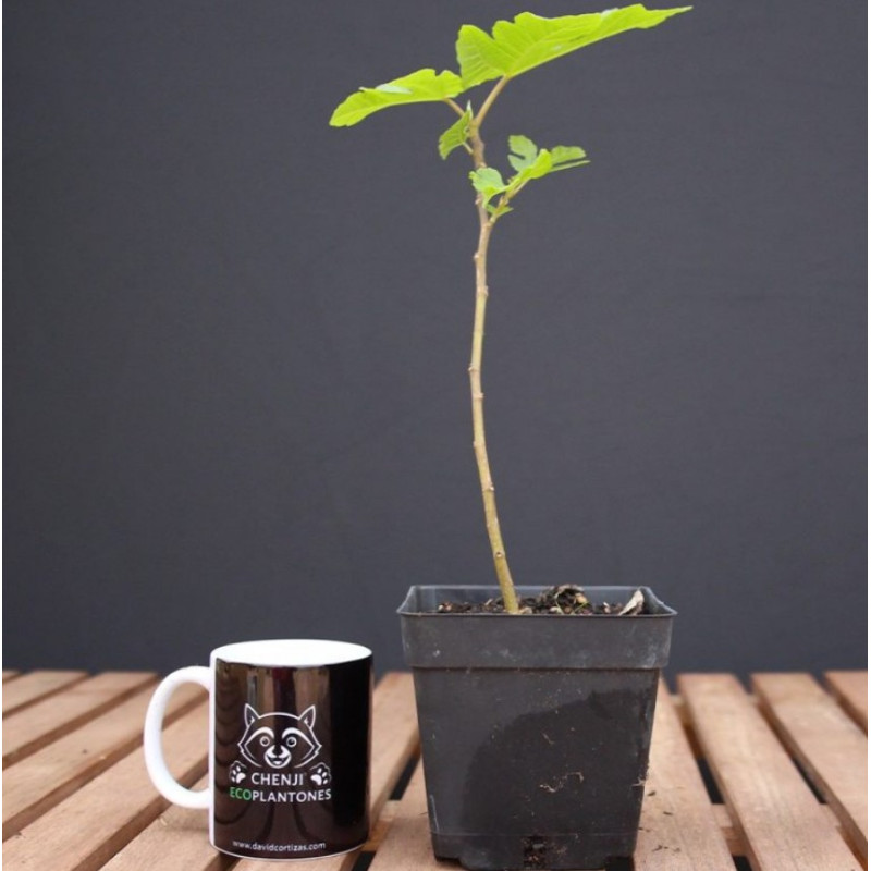 Ficus Carica "Higuera"