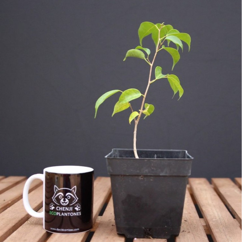 Ficus benjamina (verde)