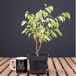Ficus kinki