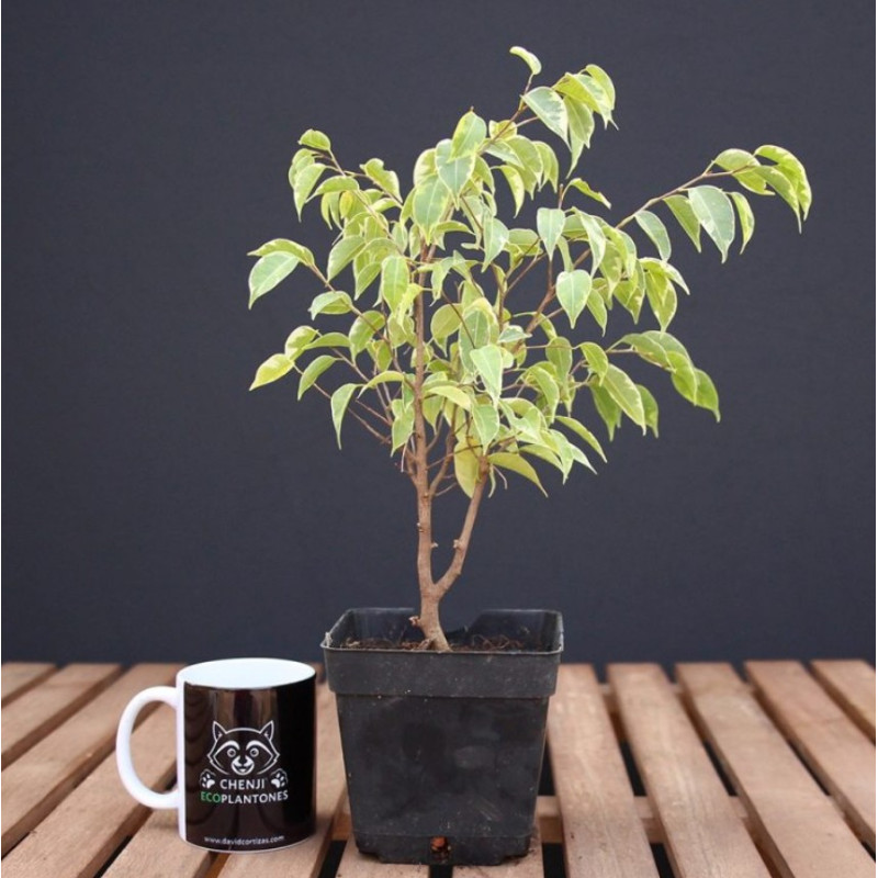 Ficus kinki