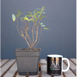 Olmo Chino (ulmus parvifolia)