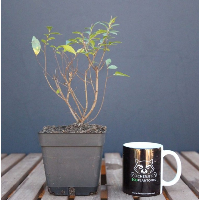 Olmo Chino (ulmus parvifolia)