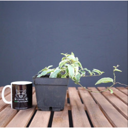 Ficus Púmila Radicans...