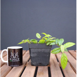 Ficus Púmila Radicans