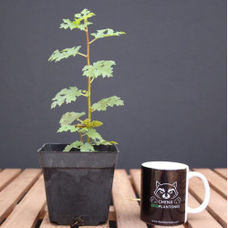 Higuera Mini (PREVENTA)