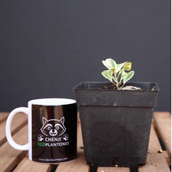 Ficus Triangularis Variegado