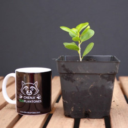 Ficus Moclame variegado en...