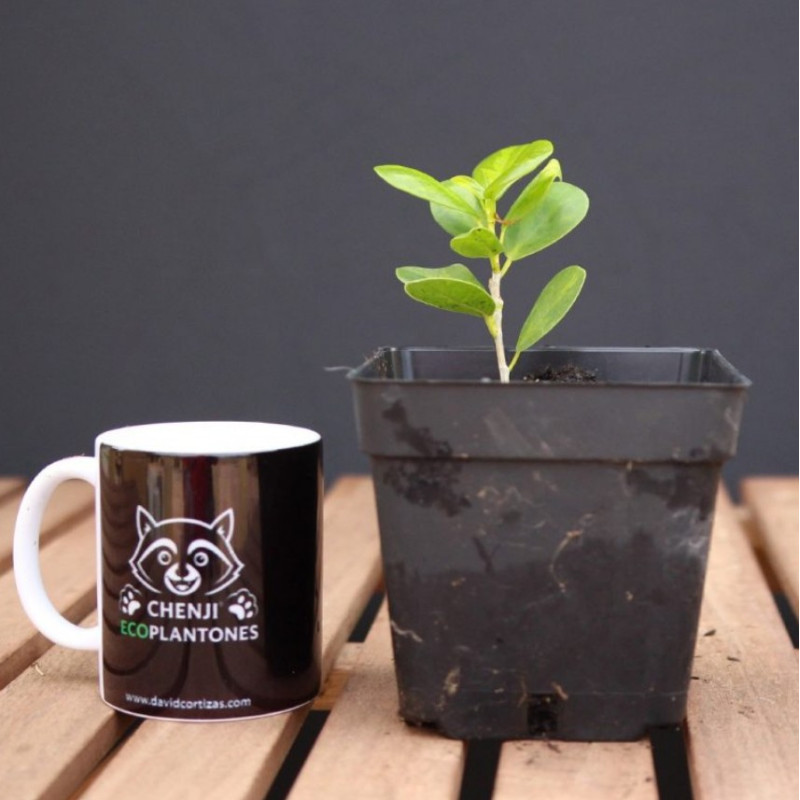 Ficus Moclame variegado en Verde