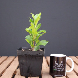 Ficus Nitida Variegado...