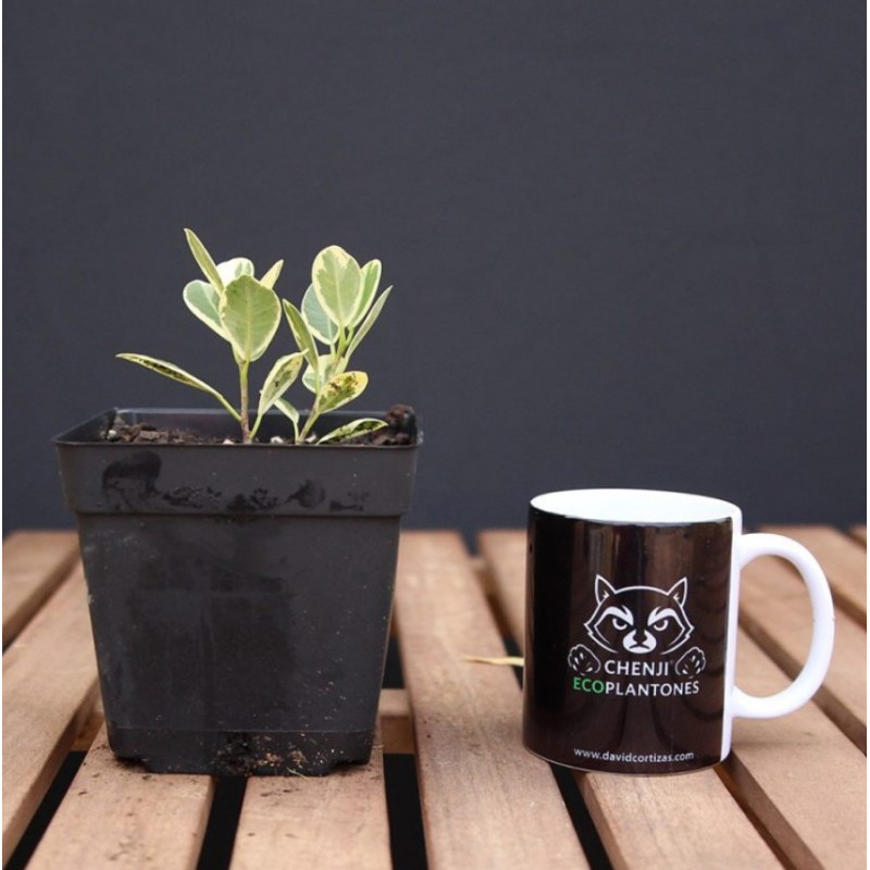 Ficus Moclame variegado en Blanco