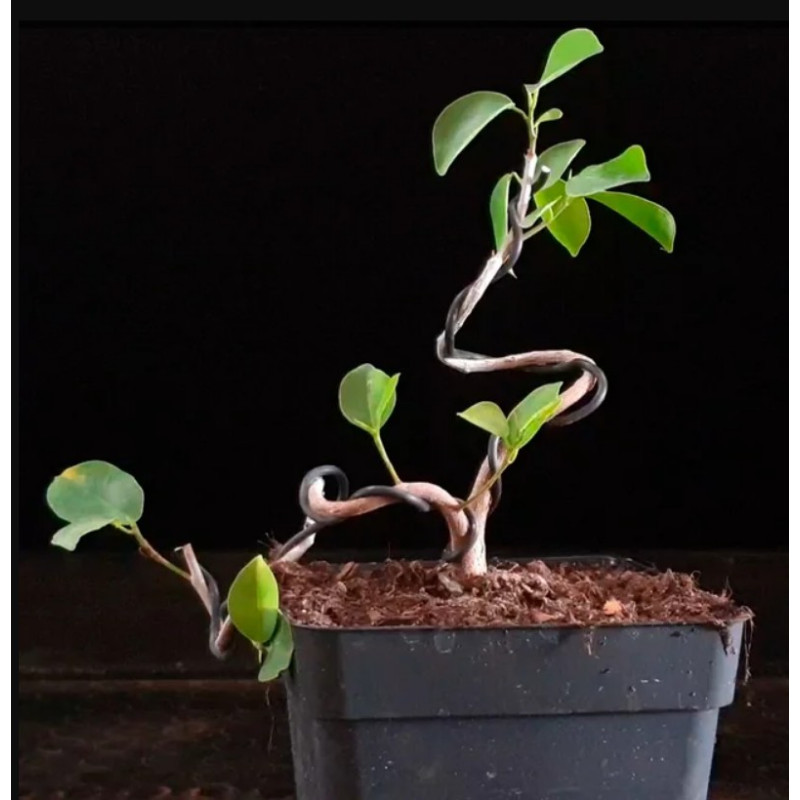 Ficus Moclame 689365 anunciado en Youtube