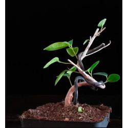 Ficus Moclame 689361...