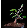 Ficus Moclame 689361 anunciado en Youtube