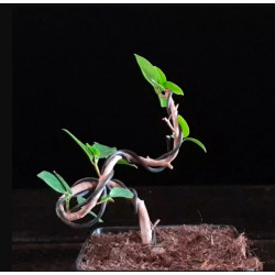 Ficus Moclame 689357...