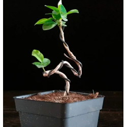 Ficus Moclame 689359...