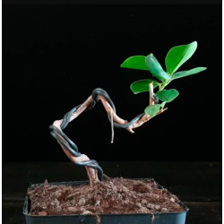 Ficus Moclame 689360...