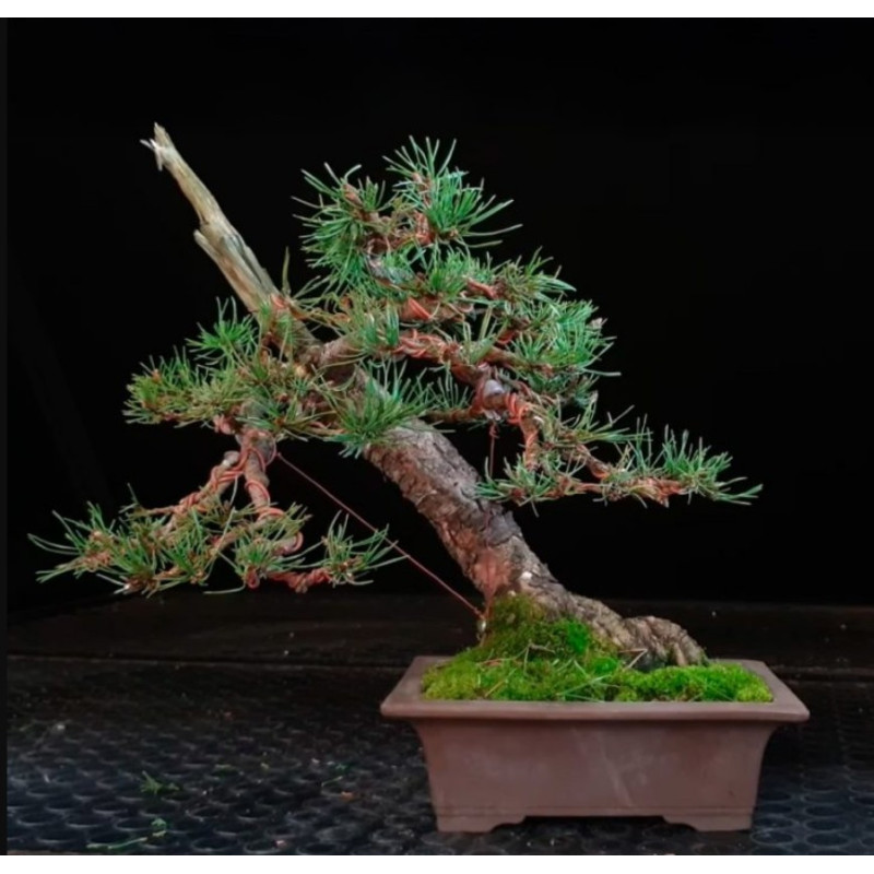 Pino Silvestre ejemplar