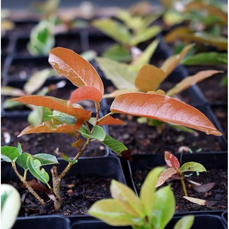 Ficus Ingens (PREVENTA)