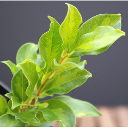 Ficus Ingens (PREVENTA)