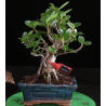 Ficus Panda 8255381