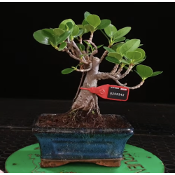 Ficus Panda 8255342
