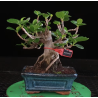 Ficus Panda 8255345