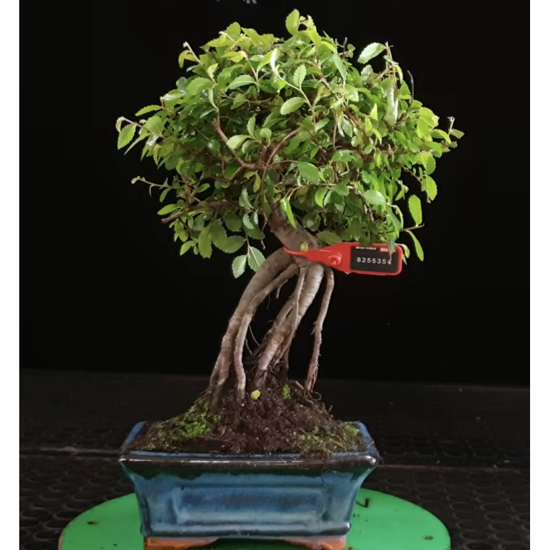 Ulmus parvifolia 8255354