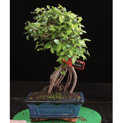 Ulmus parvifolia 8255351