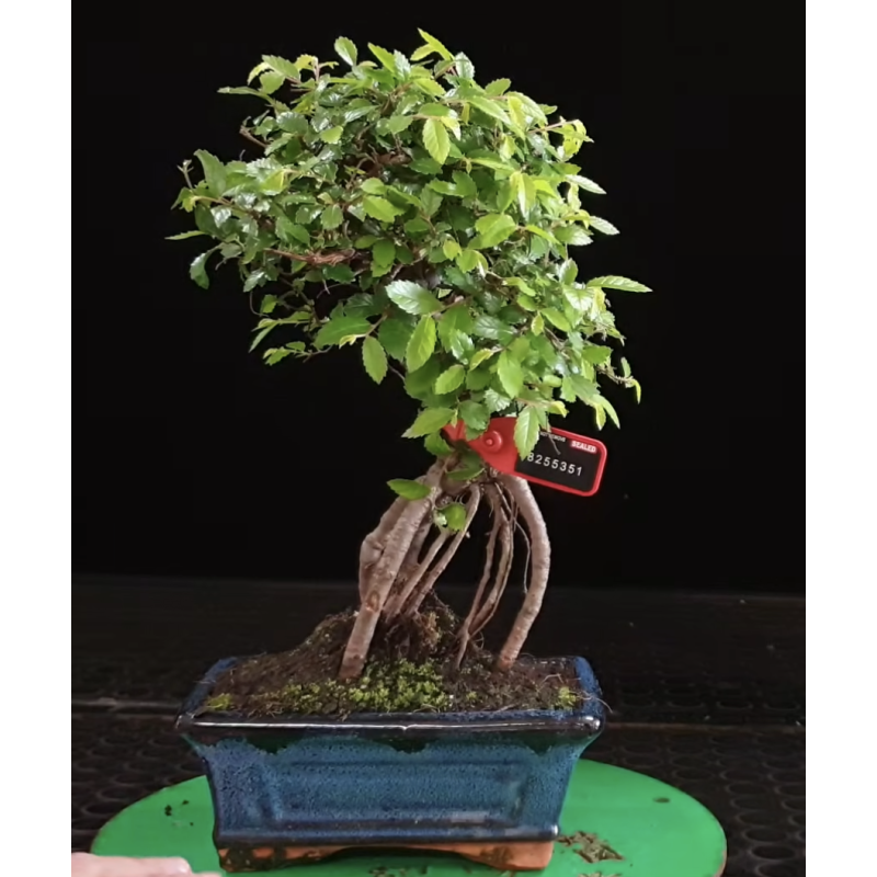 Ulmus parvifolia 8255351