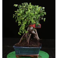 Ulmus parvifolia 8255352