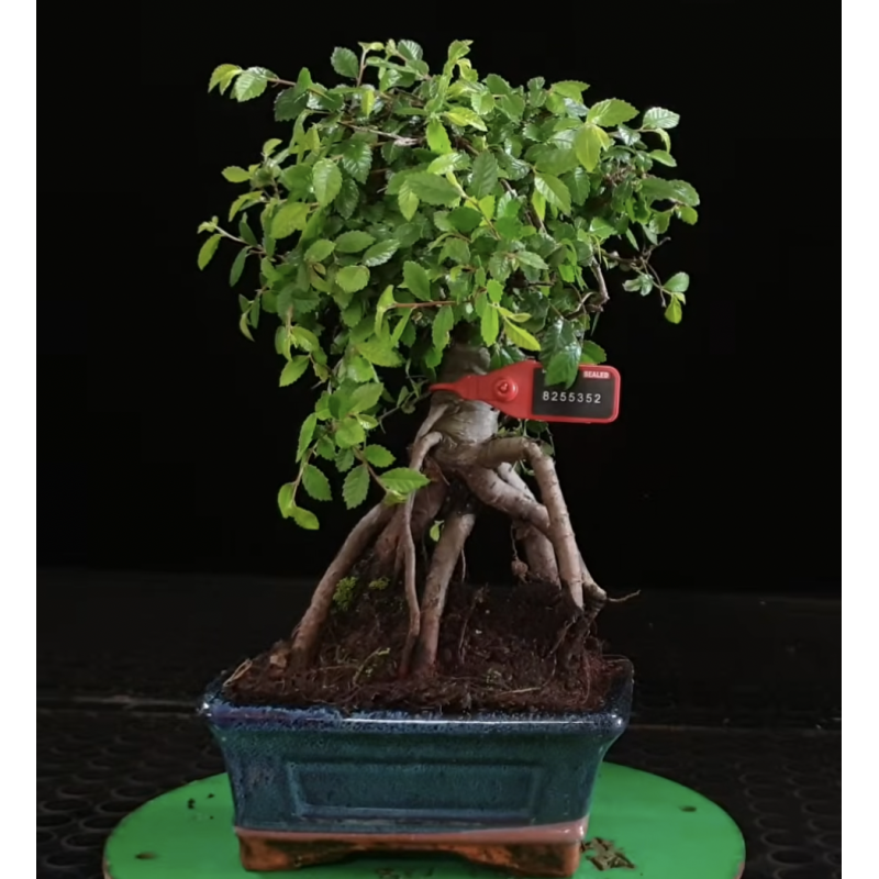 Ulmus parvifolia 8255352