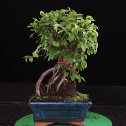 Ulmus parvifolia 8255358