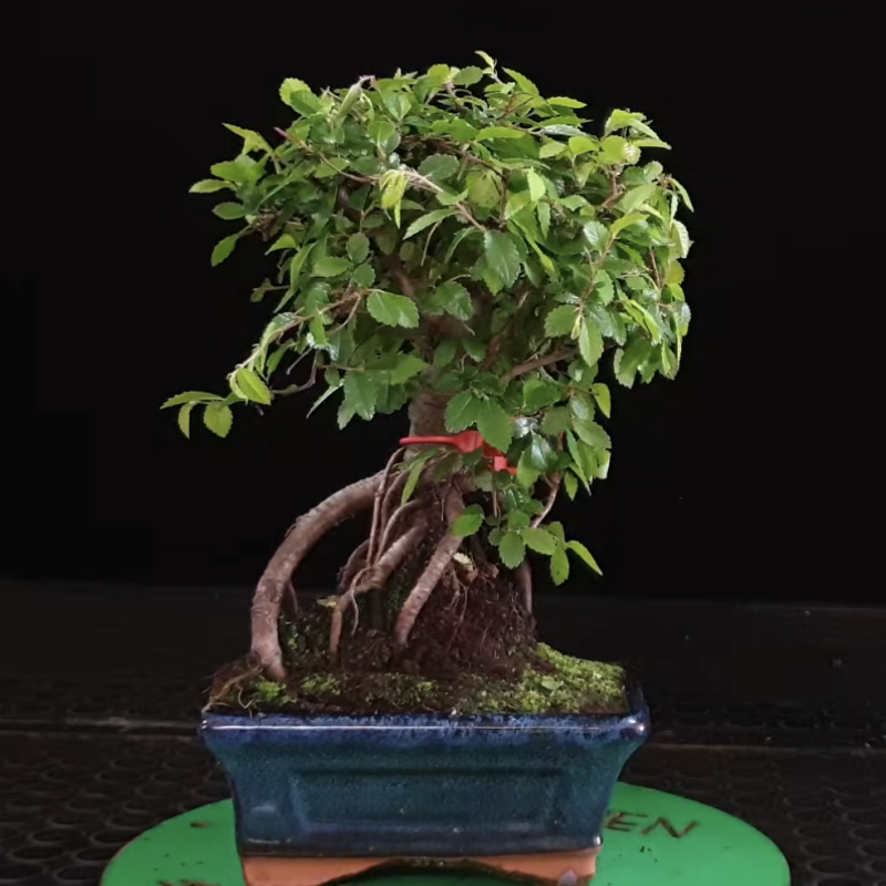 Ulmus parvifolia 8255358