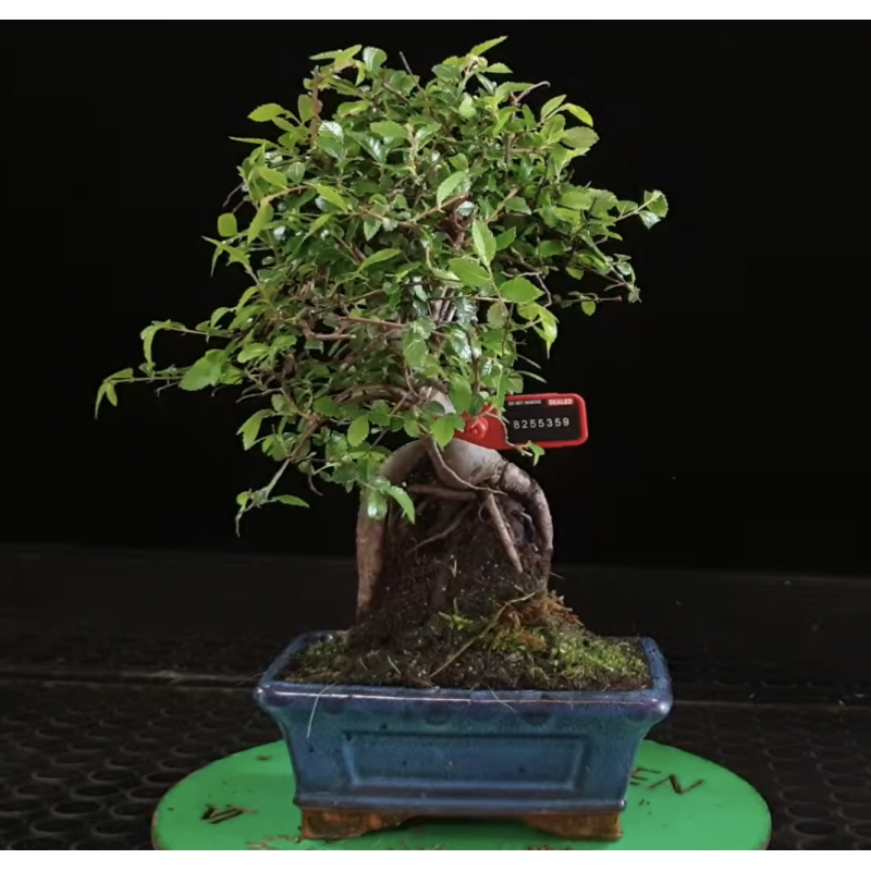 Ulmus parvifolia 8255359